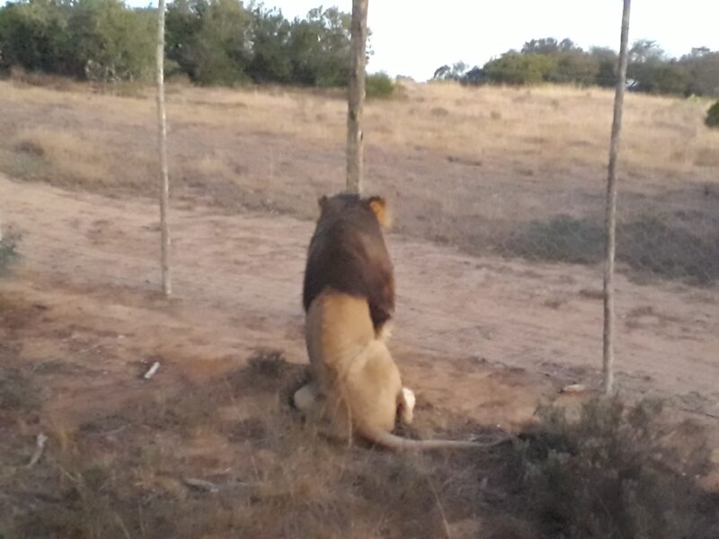Safari Löwenmännchen