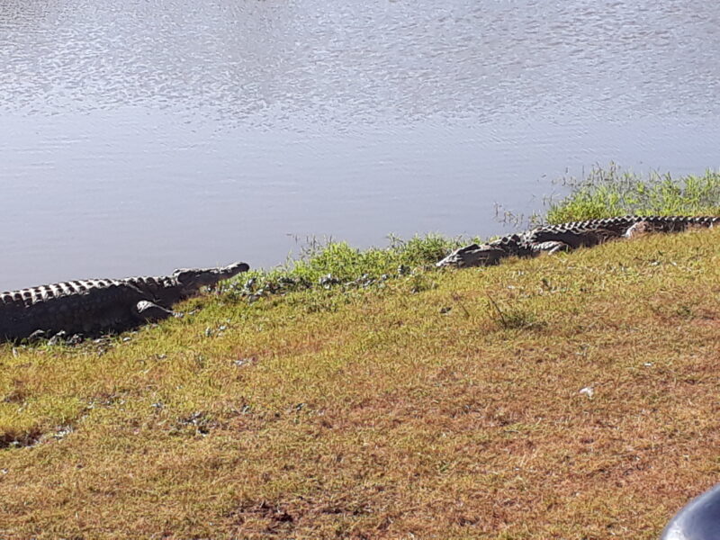 Safari – Krokodile