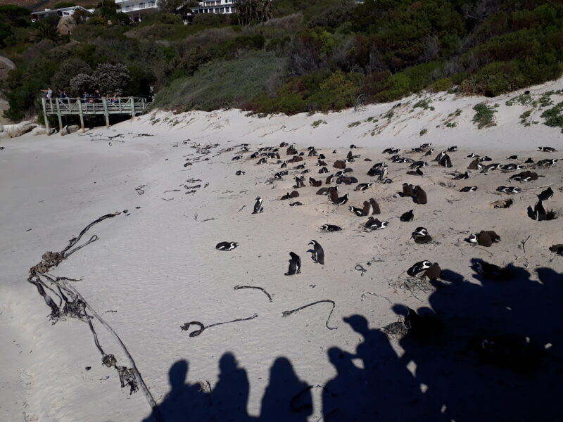 Pinguine Boulders Beach