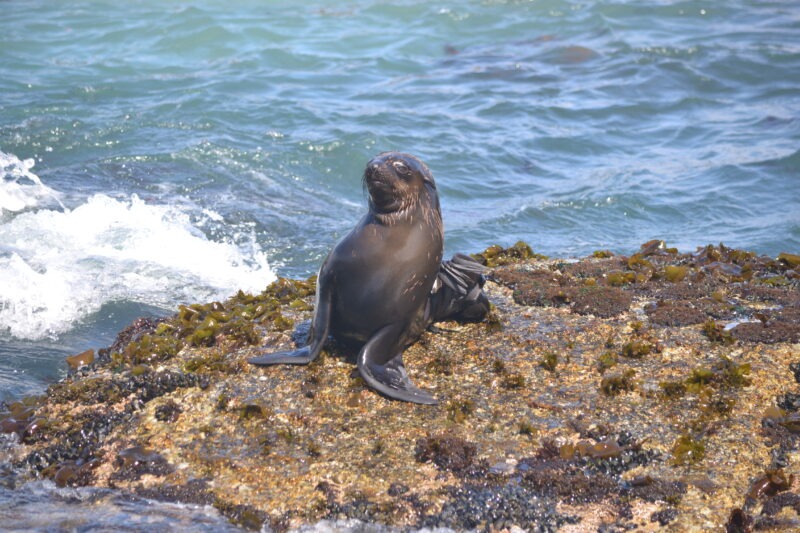 Seal Island