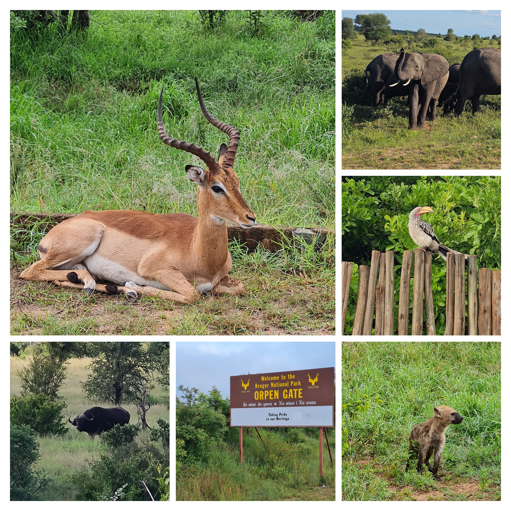 Impressions at Kruger Nationalpark